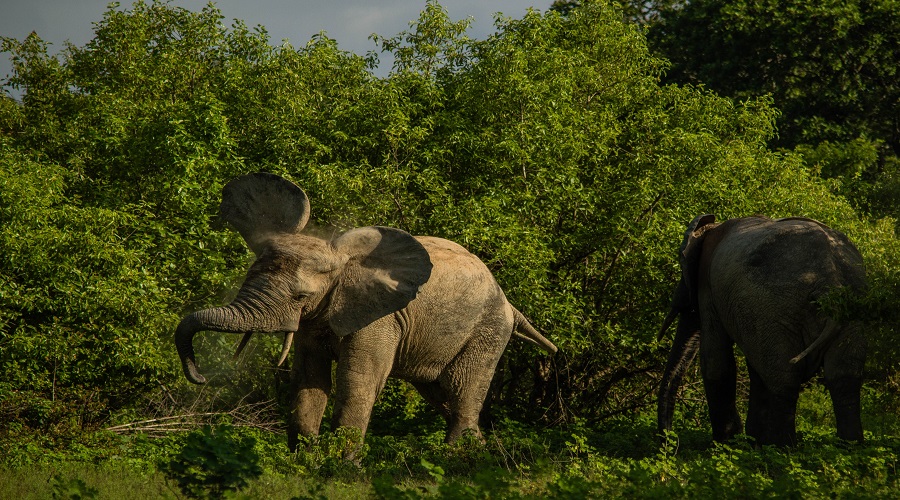 Discover 4 Days Tanzania Wildlife Adventure